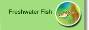 Freshwater Fish