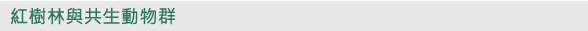 紅樹林與共生動物群